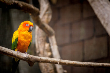 red and yellow macaw