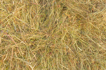 Background from dry straw. Hay making