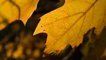 orange leaf in sunlight in autumn