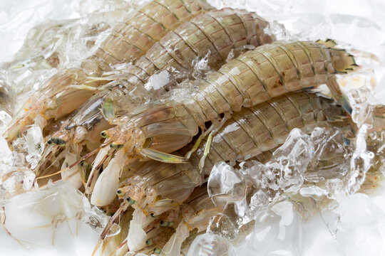 蝦蛄エビ」の写真素材 | 223件の無料イラスト画像 | Adobe Stock