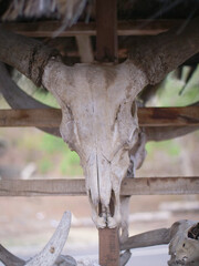 A bull skull that is displayed and neatly arranged. Old animal skull bones.