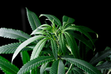 Mature marijuana plant with bud and leaves. Marijuana plant texture on an indoor cannabis farm.The concept of Indoor grow marijuana. marijuana for recreational purposes.