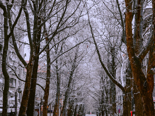 Fototapeta premium Trees in Winter 