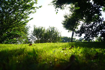 日差しに光る草むらと周辺の樹木