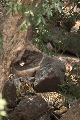 Tiger cub under tree shade, Ranthambore Tiger Reserve