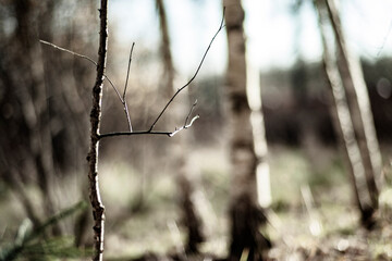 branches of a tree in winter