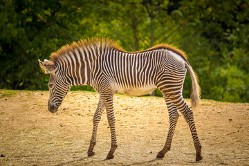 Obraz na płótnie Canvas zebra in the wild