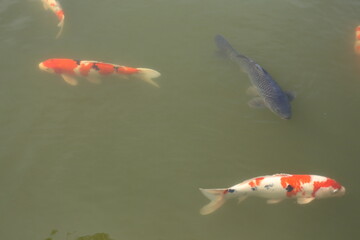池の鯉
