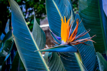 Spanish Flowers