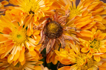 Withered, dried yellow / golden Chrysanthemums - mums / chrysanthemum from the family Asteraceae in the autumn / fall garden. 