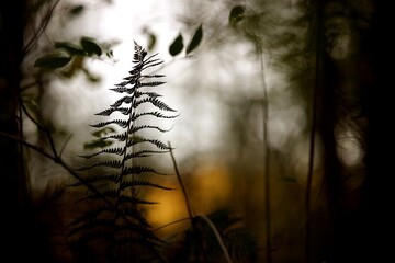 Fougère en forêt le soir au coucher du soleil - nature biodiversité bokeh