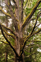 Old tree in the forest. Close up of a tree trunk. High-quality photo