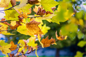 leaves in autumn