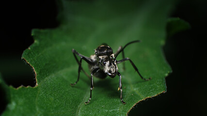  unique and beautiful insects when resting in the afternoon in the rice fields in Malang city, Indonesia        