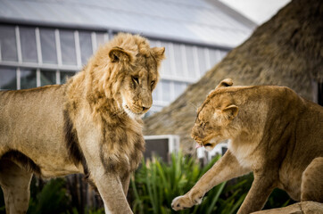 lion in the zoo