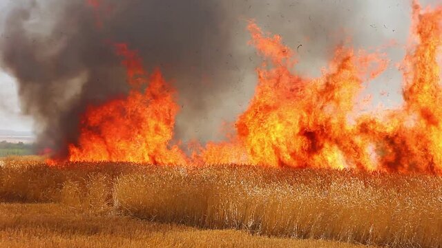 Agricultural wheat field burns on a dry sunny day