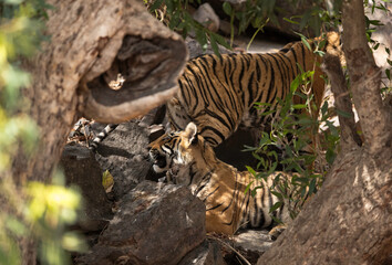 Tiger cubs on the rock, Ranthambore Tiger Reserve