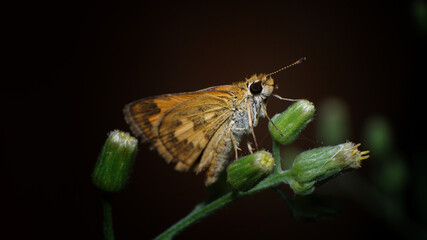 unique and beautiful insects when resting in the afternoon in the rice fields in Malang city,...