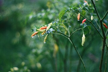 Close up of chili pepper with dew at the field in the morning
