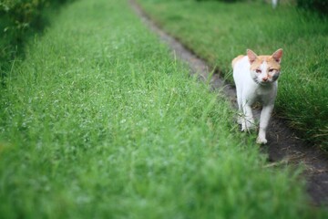 cat looking at camera while walking 