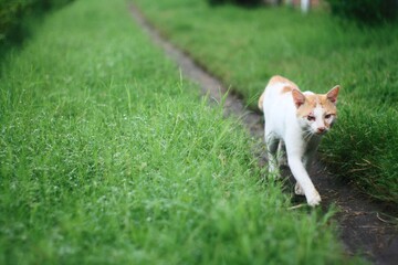 cat walking on the grass