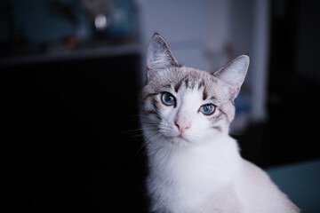 White young cat looks into the camera with blue eyes. Split empty space on a dark background