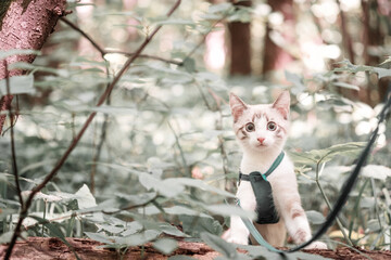 A young playful white kitten on a leash looks out from behind the bushes and looks into the camera. Left empty space for text