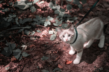 A young playful white kitten on a leash looks from below into the camera. Horizontal photo and left empty space for text