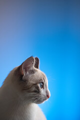 White cat with blue eyes on a blue background looks to the side. Vertical photo and blank space for text or advertisement from above