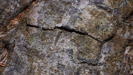 Abstract photo taken of a house yard in the city of Malang, Indonesia   