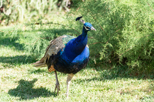 peacock in the forest with plumage collected