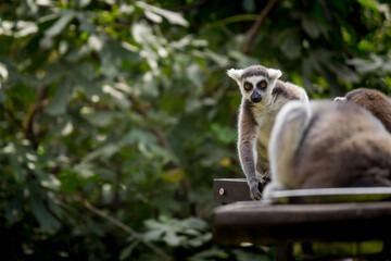 ring lemur sitting on the ground