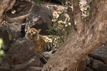 Tiger cub ralaxing in the mid of rocks, Ranthambore Tiger Reserve