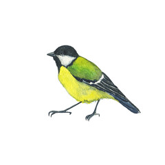 Naklejka premium Great Tit or Titmouse isolated on white background. Watercolor hand drawing illustration. Perfect for print, card, poster. Tomtit bird.