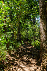 Fototapeta premium Costa Rica, around the Colorado river