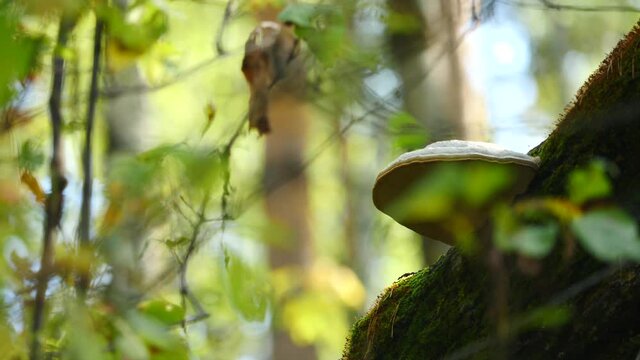 chaga medicinal wood mushroom 