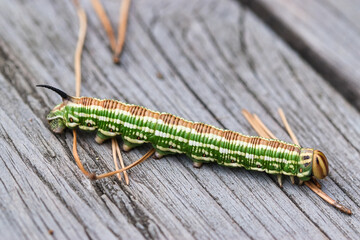 Pine hawk moth caterpillar close up  of a larva on a wooden surface