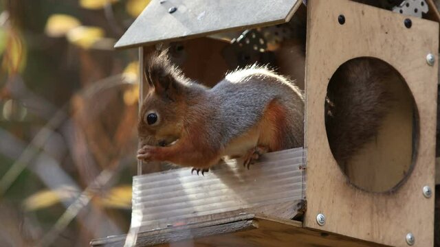 squirrel jumps eats runs through the autumn forest