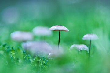 Abstract green blurred background with one sharp small  wild forest mushroom on the thin stem in the center, defocussed hats and forest moss around it, moody