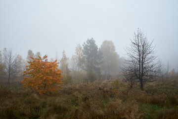 Fototapeta premium łąka we mgle ,drzewa ,mgła ,łąka