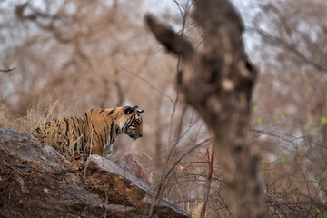 Tiger cub on the rock, Ranthambore Tiger Reserve