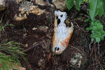 Alligator Schädel