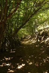 Obraz premium Bosque