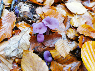 Violetter Lacktrichterling, Laccaria amethystina, essbarer Pilz im Herbstwald, Speisepilz