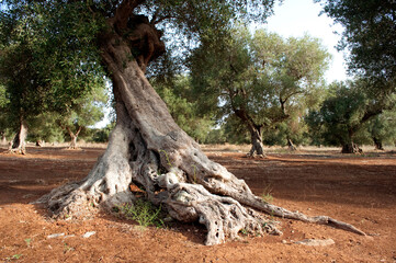 Fototapeta na wymiar Secular Olive Tree in Salento, South Italy