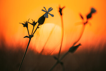 Summer Sun Shining Through Wild Flower. Sunset Sunrise Sun. Close up