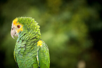 blue and yellow macaw