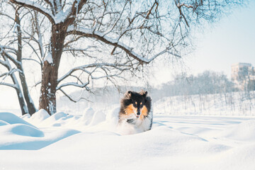 Funny Young Shetland Sheepdog, Sheltie, Collie Fast Running Outdoor In Snowy Park. Playful Pet In Winter Forest