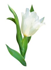 Beautiful delicate white tulip isolated on a white background. Single flower bud and green leaves.