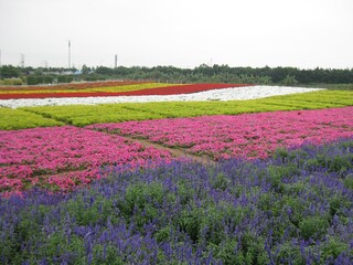 Giant colorful flower field